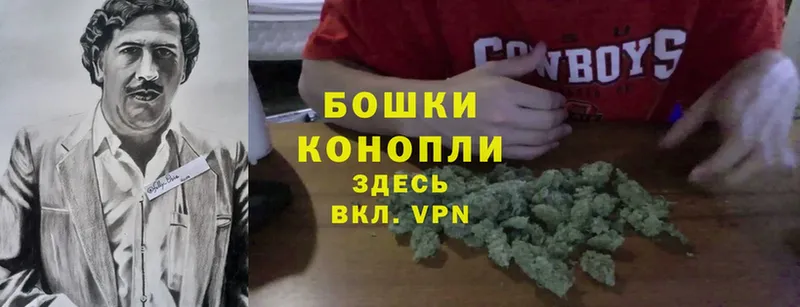 Каннабис OG Kush  Дигора 